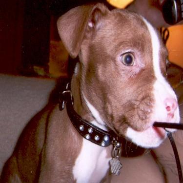Sniders Weezy May Pit Bull.jpg